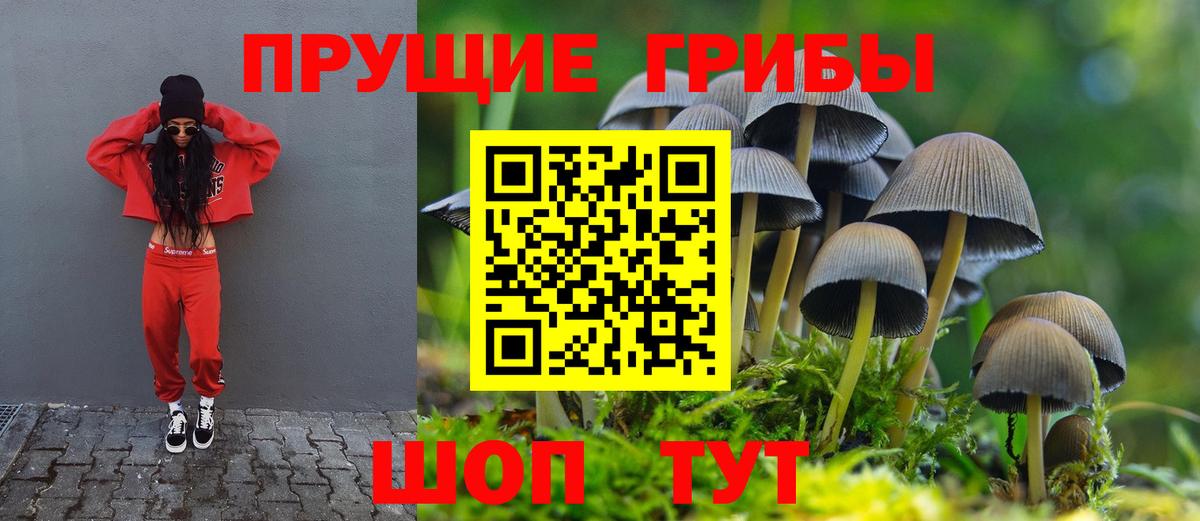 Галлюциногенные грибы Psilocybe Красноперекопск